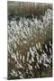 Flora of the Marshes of the Sado Estuary Nature Reserve. Portugal-Mauricio Abreu-Mounted Photographic Print