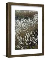 Flora of the Marshes of the Sado Estuary Nature Reserve. Portugal-Mauricio Abreu-Framed Photographic Print