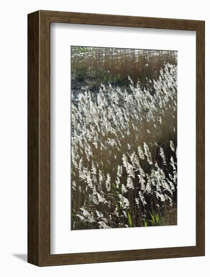 Flora of the Marshes of the Sado Estuary Nature Reserve. Portugal-Mauricio Abreu-Framed Photographic Print