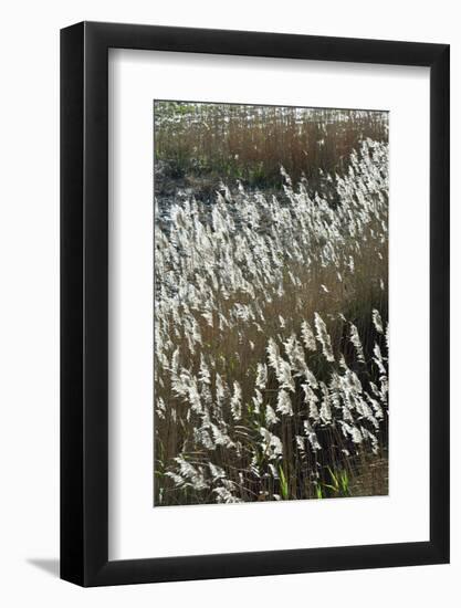 Flora of the Marshes of the Sado Estuary Nature Reserve. Portugal-Mauricio Abreu-Framed Photographic Print