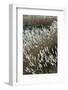 Flora of the Marshes of the Sado Estuary Nature Reserve. Portugal-Mauricio Abreu-Framed Photographic Print