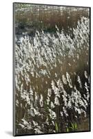 Flora of the Marshes of the Sado Estuary Nature Reserve. Portugal-Mauricio Abreu-Mounted Photographic Print