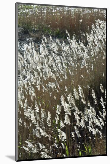 Flora of the Marshes of the Sado Estuary Nature Reserve. Portugal-Mauricio Abreu-Mounted Photographic Print