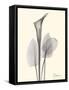 Flora Portrait 1-Albert Koetsier-Framed Stretched Canvas