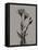 Flora Portrait B-Albert Koetsier-Framed Stretched Canvas