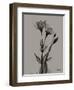 Flora Portrait B-Albert Koetsier-Framed Art Print