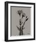 Flora Portrait B-Albert Koetsier-Framed Art Print