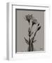 Flora Portrait B-Albert Koetsier-Framed Art Print