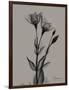 Flora Portrait B-Albert Koetsier-Framed Art Print