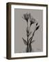 Flora Portrait B-Albert Koetsier-Framed Art Print