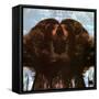 Flora Purim - Butterfly Dreams-null-Framed Stretched Canvas