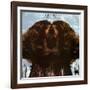 Flora Purim - Butterfly Dreams-null-Framed Art Print