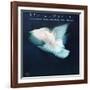 Flora Purim - Open Your Eyes You Can Fly-null-Framed Art Print