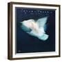 Flora Purim - Open Your Eyes You Can Fly-null-Framed Art Print