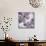 Flora Symphony 4-Diane Stimson-Mounted Premium Giclee Print displayed on a wall