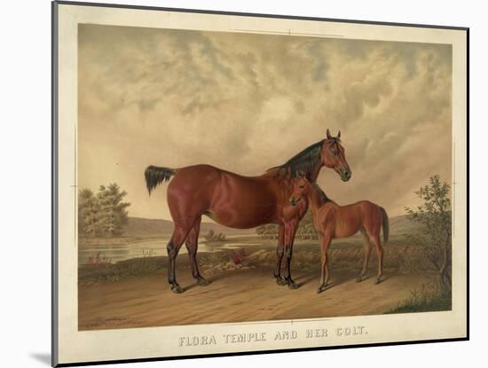 Flora Temple and Her Colt-null-Mounted Giclee Print