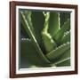 Flora Tropical - Flourish-Tony Koukos-Framed Giclee Print