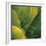 Flora Tropical - Fresh-Tony Koukos-Framed Giclee Print