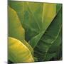 Flora Tropical - Fresh-Tony Koukos-Mounted Giclee Print