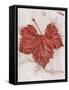 Floral #31-Alan Blaustein-Framed Stretched Canvas