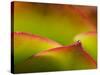 Floral Abstract, California, Usa-Paul Colangelo-Stretched Canvas