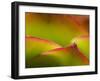 Floral Abstract, California, Usa-Paul Colangelo-Framed Photographic Print