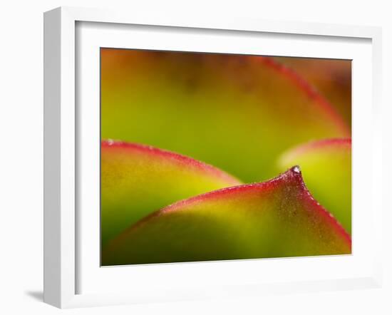 Floral Abstract, California, Usa-Paul Colangelo-Framed Photographic Print