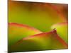 Floral Abstract, California, Usa-Paul Colangelo-Mounted Photographic Print