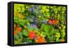 Floral abstract ll-Heidi Westum-Framed Stretched Canvas