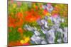 Floral abstract-Heidi Westum-Mounted Photographic Print