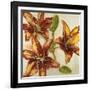 Floral Abstract-Randy Hibberd-Framed Art Print