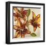 Floral Abstract-Randy Hibberd-Framed Art Print