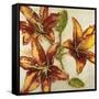 Floral Abstract-Randy Hibberd-Framed Stretched Canvas