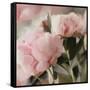 Floral Arrangement II-Dan Meneely-Framed Stretched Canvas