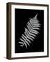 Floral B-W #18-Alan Blaustein-Framed Photographic Print