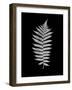 Floral B-W #19-Alan Blaustein-Framed Photographic Print