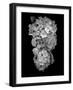 Floral B-W #29-Alan Blaustein-Framed Photographic Print
