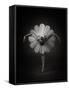 Floral Ballet-Catchlight Studio-Framed Stretched Canvas