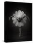 Floral Ballet-Catchlight Studio-Stretched Canvas