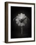 Floral Ballet-Catchlight Studio-Framed Photographic Print