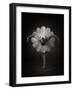 Floral Ballet-Catchlight Studio-Framed Photographic Print