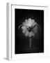 Floral Ballet-Catchlight Studio-Framed Photographic Print