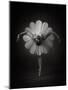 Floral Ballet-Catchlight Studio-Mounted Photographic Print