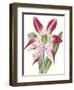 Floral Beauty II-Vision Studio-Framed Art Print