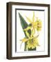 Floral Beauty VIII-Vision Studio-Framed Art Print