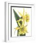 Floral Beauty VIII-Vision Studio-Framed Art Print