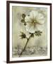 Floral Blush I-Carney-Framed Giclee Print