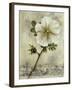 Floral Blush I-Carney-Framed Giclee Print