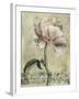 Floral Blush II-Carney-Framed Giclee Print