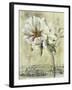 Floral Blush III-Carney-Framed Giclee Print